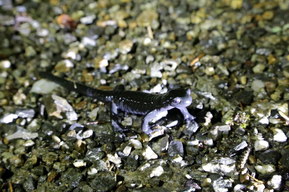 Amphibians alpine animal