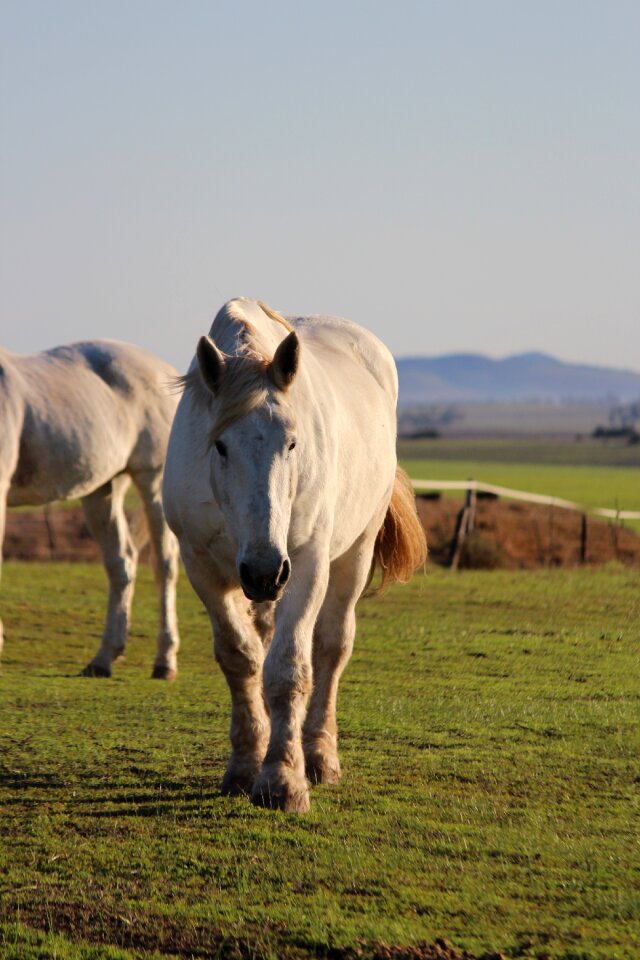 Farm equestrian white horse
