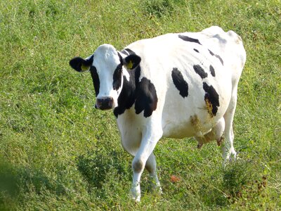 Livestock black and white agriculture