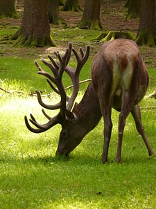 Antler graze forest