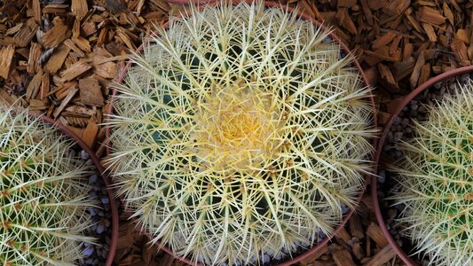 Cactus landesgartenschau landau spur
