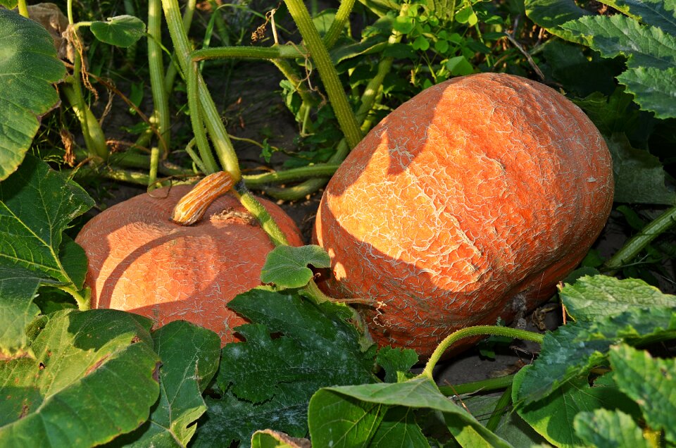 Agriculture food the plot