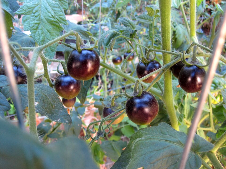 Fruit vegetable
