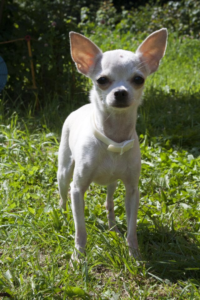 White dog pets dogs