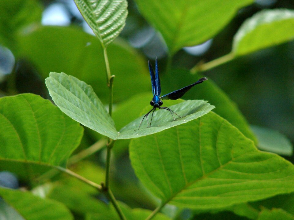 Foliage animal green photo