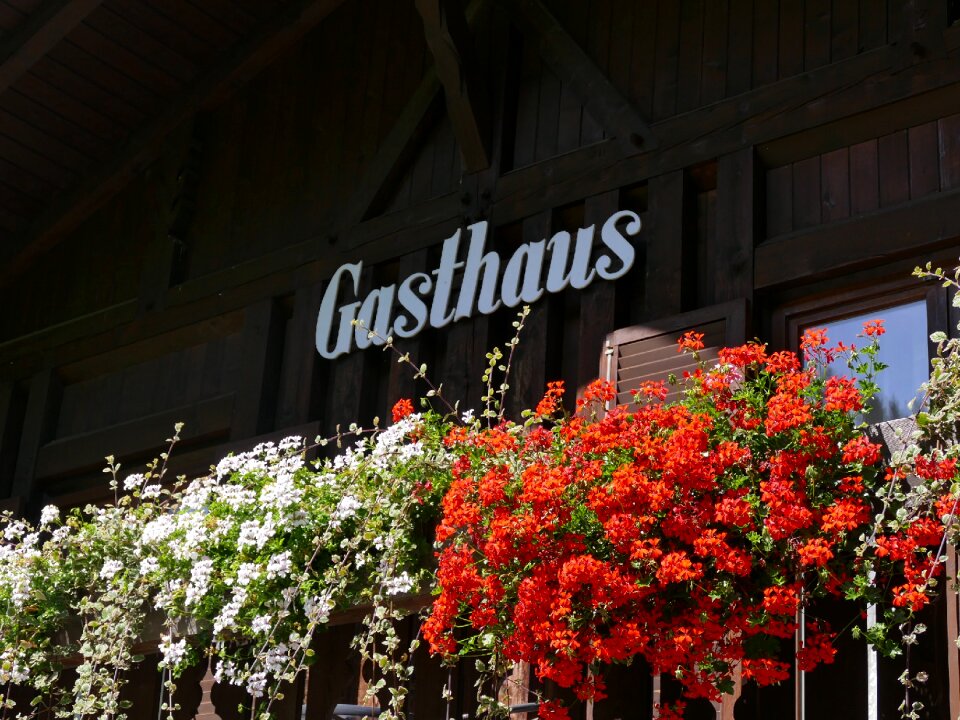 Geranium flower boxes terrace flowers