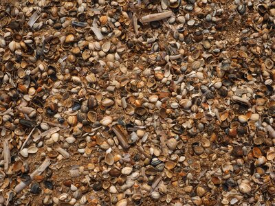 Shell background shellfish