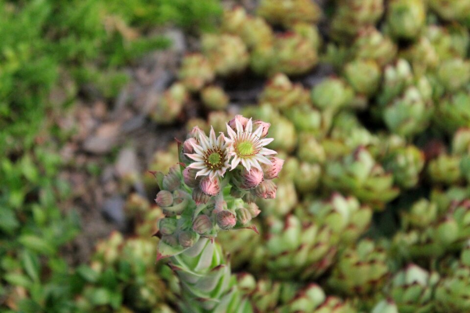 Real houseleek pointed ground cover photo