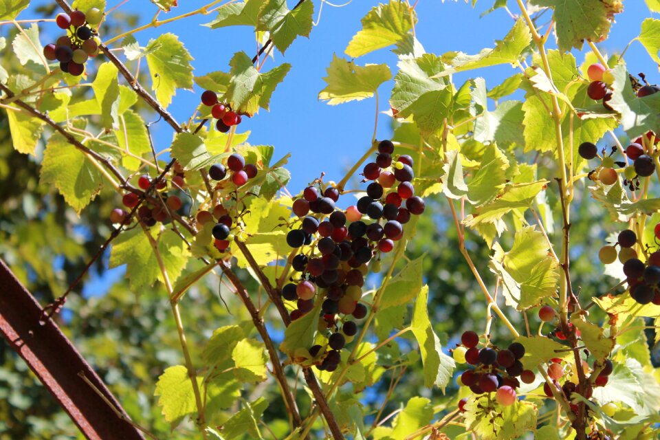 Nature clusters summer