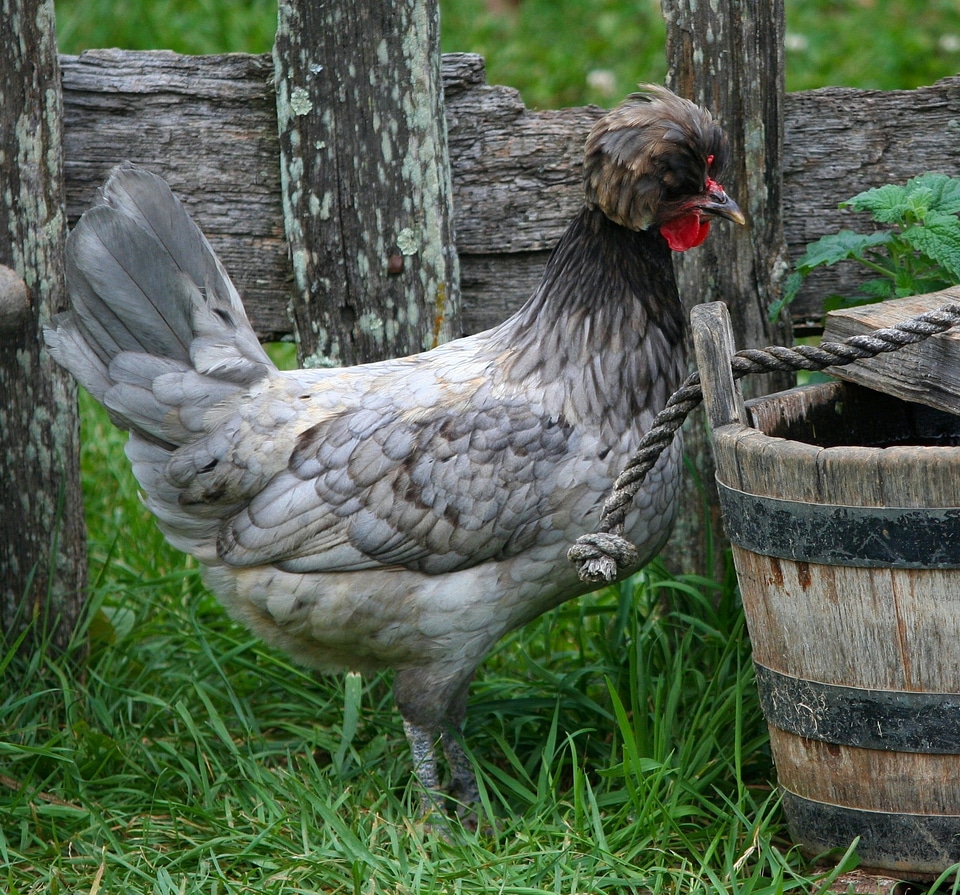 Chicken rooster feathers