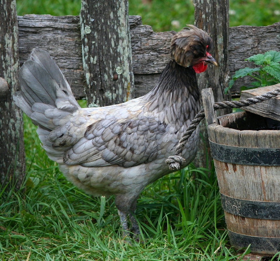 Chicken rooster feathers photo