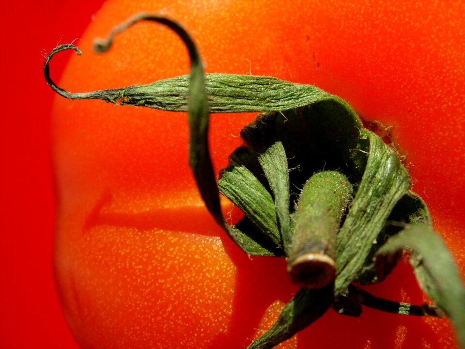 Macro vegetables food