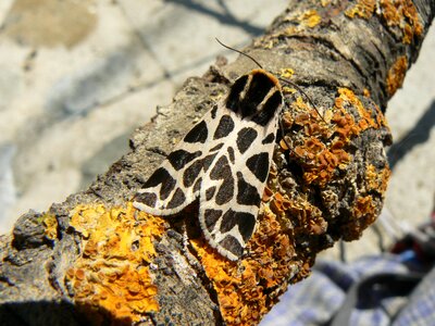 Black and white moss lichen