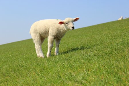 Nature schäfchen livestock photo