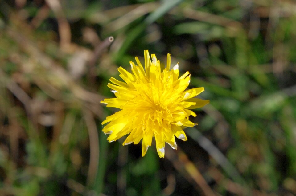 Yellow spring flowers