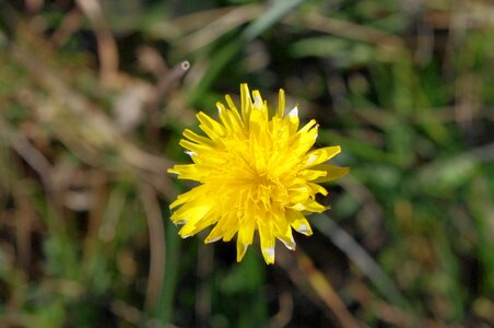 Yellow spring flowers