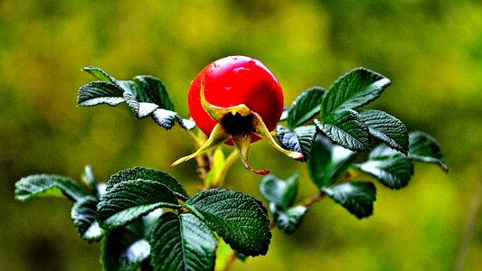 Rose fruit nature