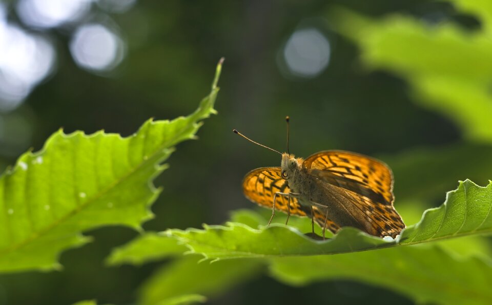 Insect orange forest