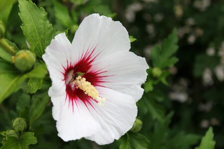 Stamp blossom bloom