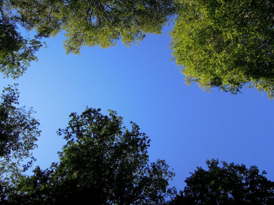 Finnish wood tree photo