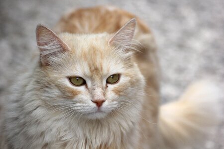 Profile pet animal