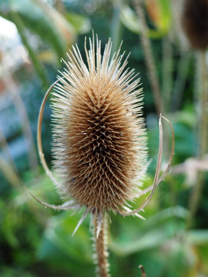 Prickly brown dry