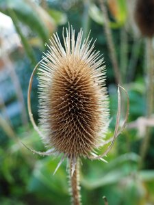Prickly brown dry