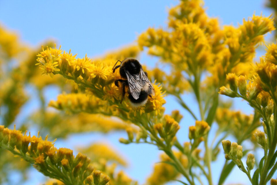 Pollen insects yellow