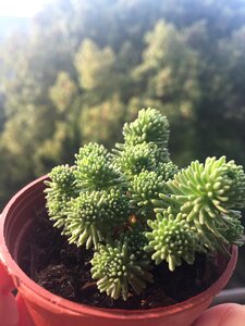 Ball loose plant the fleshy