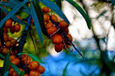 Foliage fruits berry