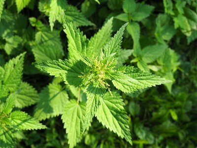 Green weed wild herbs photo