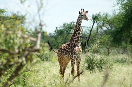 Wild nature safari photo