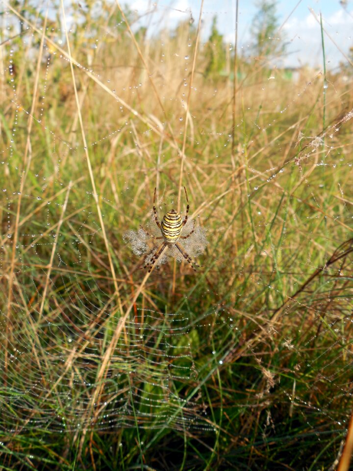 Dewdrop nature web