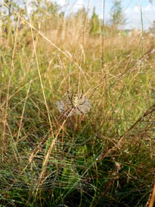 Dewdrop nature web