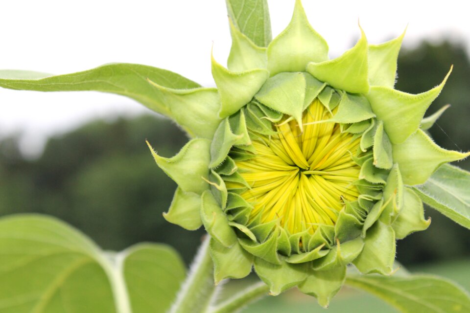 Blossom bloom summer flower