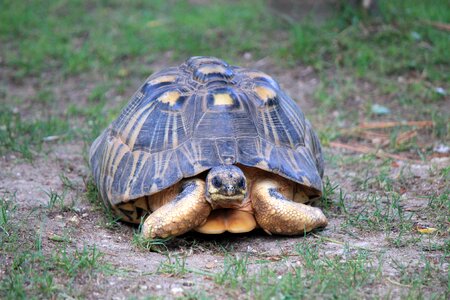 Animal carapace animals