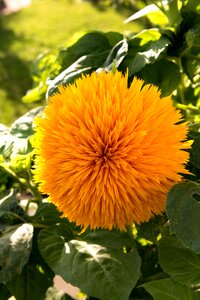 Model arles vincent van gogh flower photo