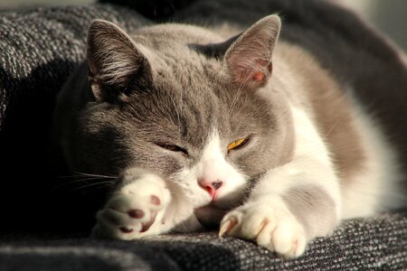 Cat mieze Free photos