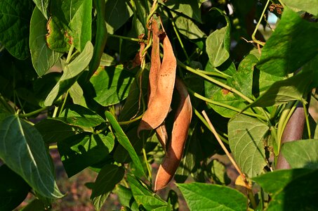 Agriculture eating food