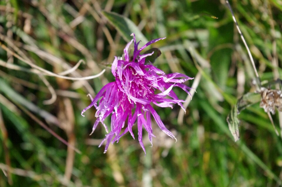 Floret violet petals