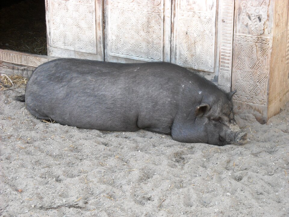 Black animals mammals