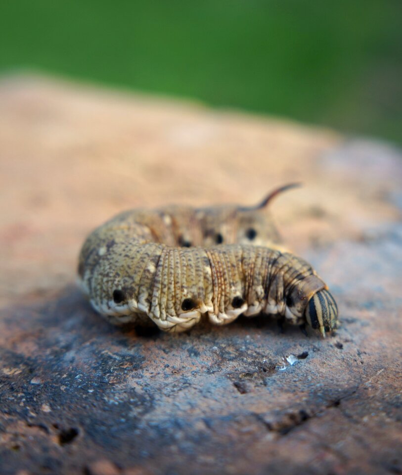 Butterfly caterpillar porcellus