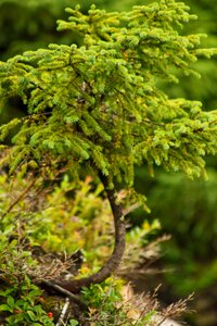 Summer forest plant