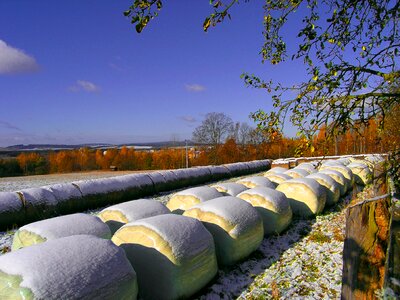 Snow hay food