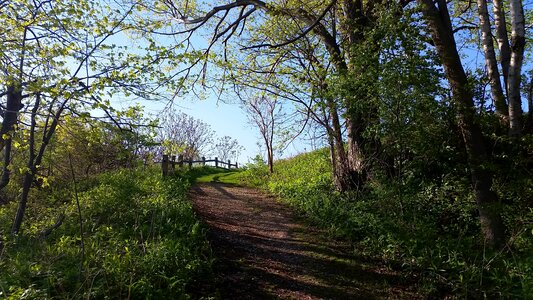Trees spring