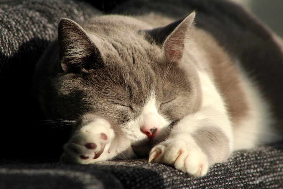 Cat mieze Free photos