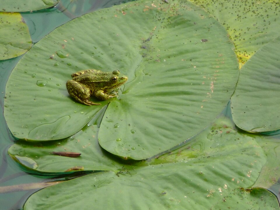 Water lily pond frog