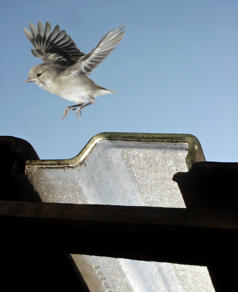 Light luminosity bird photo