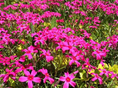 Flowers pink spring photo