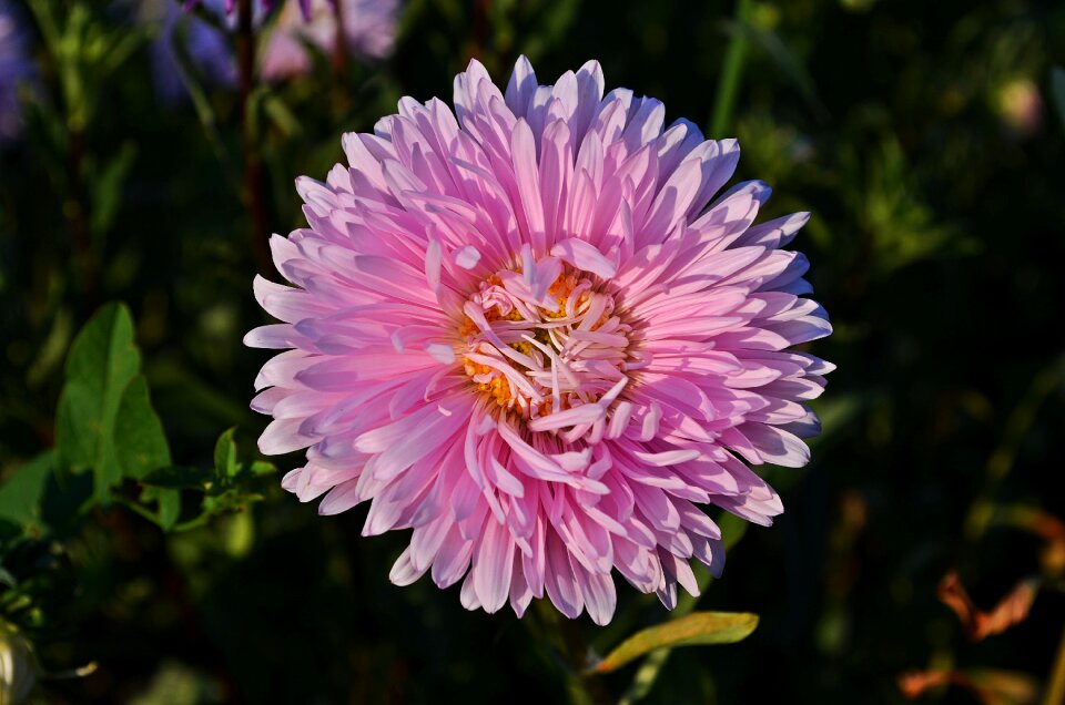 Astra full bloom plant
